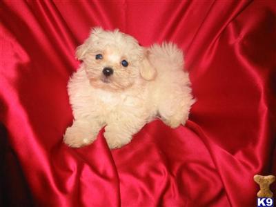 AKC Charles - 8 weeks old