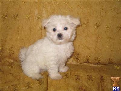 AKC Tiny boy