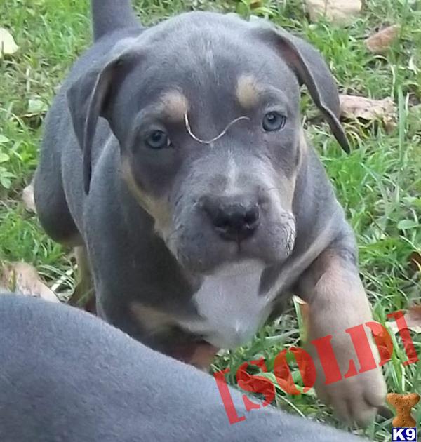 Stunning Bluenose Blue Tri Male Trigger