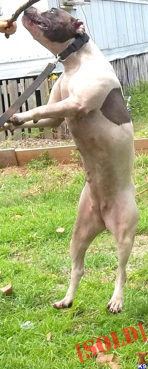 ADBA/ABKC/APBR registered white with blue spots female Rena