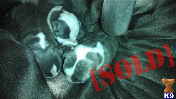 Gorgeous UKC Blue Nose Litter Just Born