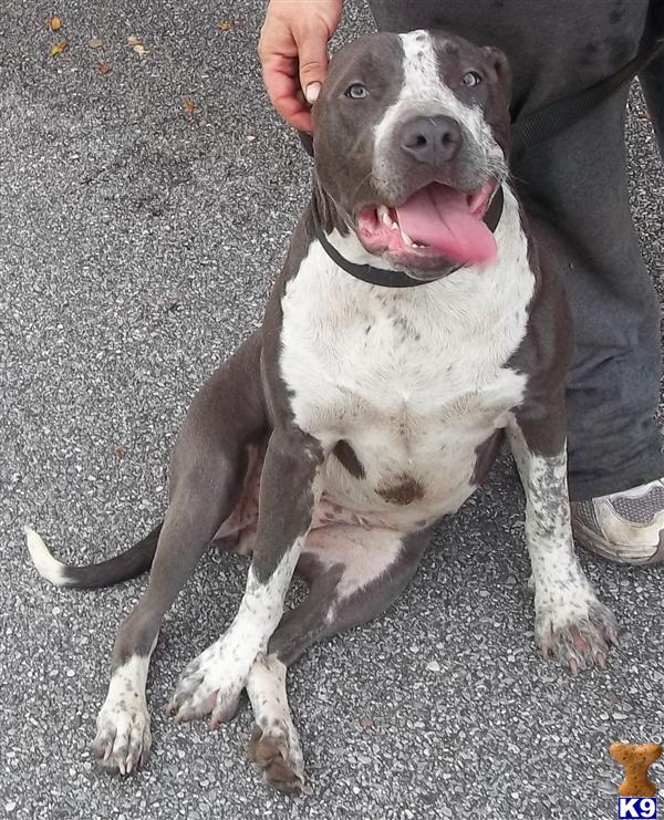 ADBA/ABKC/APBR registered blue female with heavy blue ticking Rayne