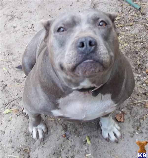 ADBA Registered Blue Female