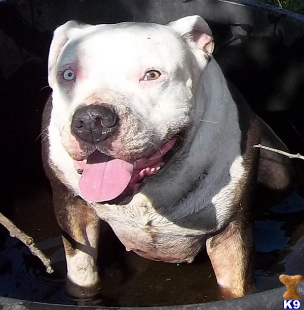 Gorgeous Blue nose Blue Tri