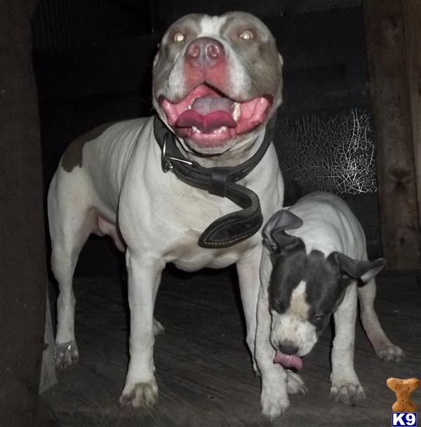 Gorgeous Pr UKC Blue and White Stud 