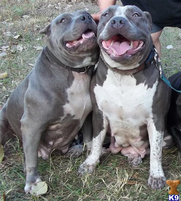 pitbull puppies for sale in miami miami blue pitbull breeds picture pitbull puppies for sale in miami miami blue pitbull breeds picture