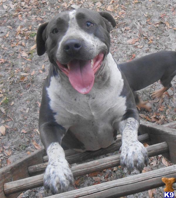 ADBA/ABKC/APBR registered blue female with heavy blue ticking Rayne