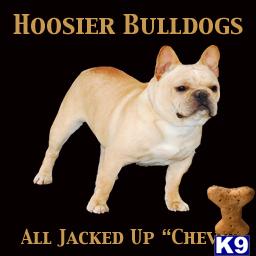 AKC - Hoosiers All Jacked Up - CHAMPION BLOODLINE Overnight Shipping INCLUDED