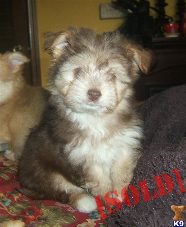havanese chihuahua mix havanese chihuahua mix breeds picture havanese chihuahua mix havanese chihuahua mix breeds picture