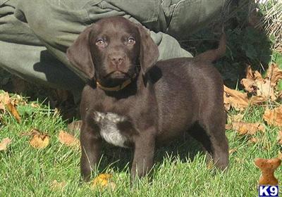 Lab/German Shorthaired Pointer Orange Collared Male