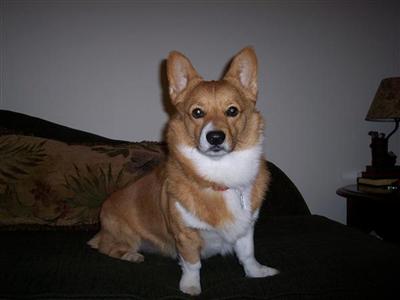 Odie