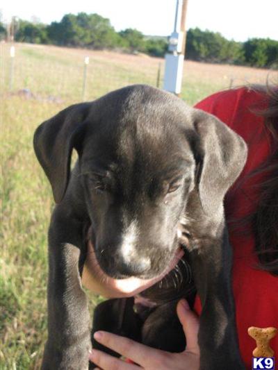 AKC BLACK MALE GREAT DANE #4