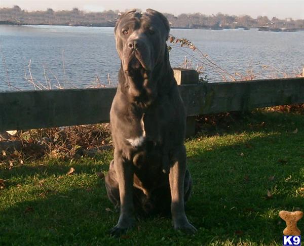 Acropolis Kennel Cane Corso Brutus