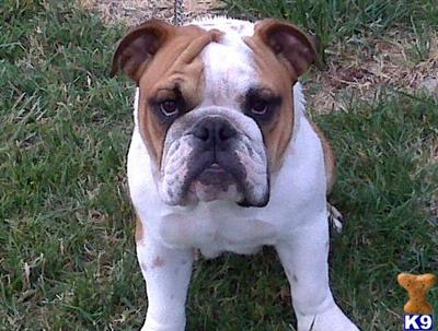 Male English Bulldog Puppy