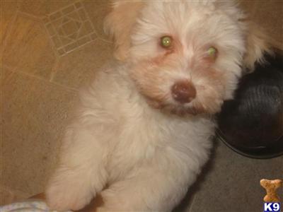 Havanese baby - white and champagne