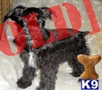 AKC Miniature Schnauzer - Annie - Black Girl- Vet Examined, Fully Vaccinated and working on Potty Training - On Hold