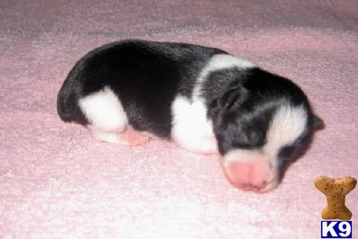 AKC Miniature Schnauzer Parti Colors