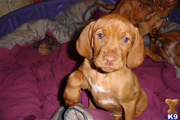 vizsla puppies