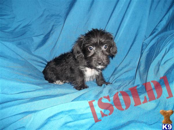 Micha male yorkie-poo