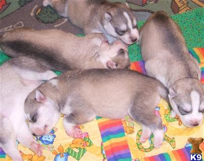 SIBERIAN HUSKY PUPPIES