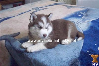 COPPER/WHITE MALE, WOOLY COAT