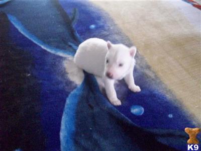 SIBERIAN HUSKY PUPPIES