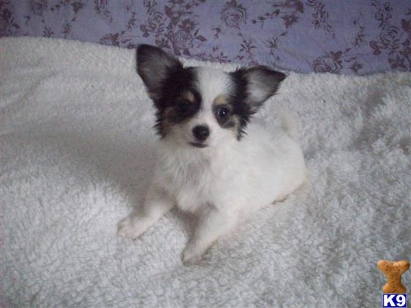 BLUE LONG HAIRED CHIHUAHUA Long Hair Chihuahua Puppies For Sale. BLUE LONG HAIRED CHIHUAHUA