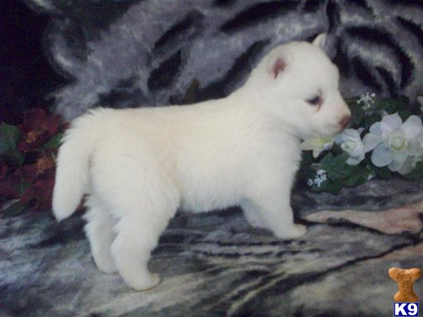 WOOLLY COAT SIBERIAN HUSKY PUPPIES