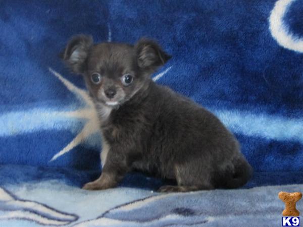 long haired chihuahua for sale. long haired chihuahua for