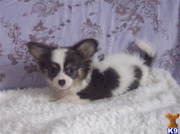 long haired chihuahua puppies for sale. long haired chihuahua puppies