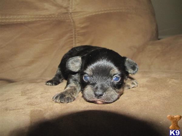 GORGEUS Black/tan Long Hair Male CHIHUAHUA.. 2 Months FREE Health Pet Insurance..