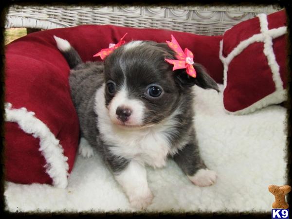 Wonderful Silver Long Hair female Chihuahua.. 2 Months FREE Health Pet Insurance.