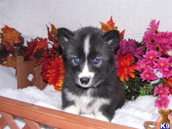 BEAUTIFUL AKC SIBERIAN HUSKY PUPPIES...LIFETIME GUARANTEE 