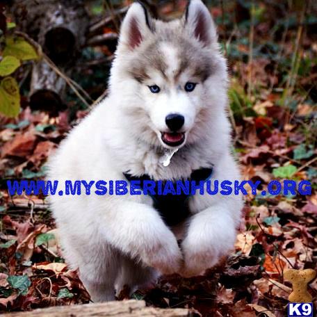 AKC Wooly Coat Husky Puppies..LIFETIME HEALTH GUARANTEE 