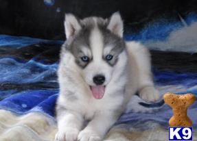 GORGEUOS AKC SIBERIAN HUSKY PUPPIES AVAILABLE.. $700-800 2 MONTHS FREE HEALTH PET INSURANCE AND LIFETIME GUARANTEE..