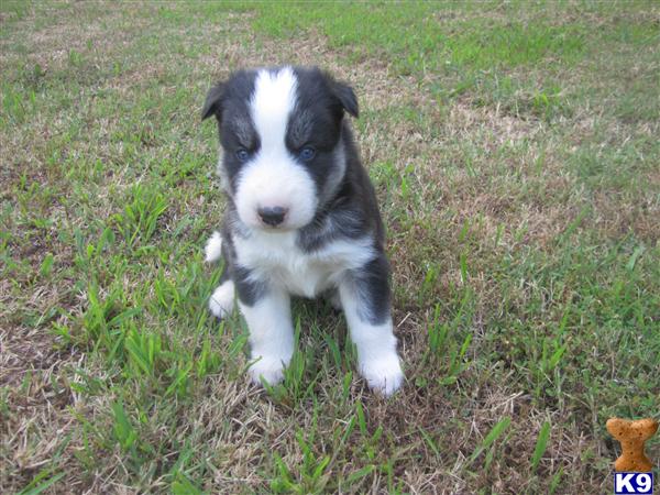 AKC Reg..Siberian Husky Black/white... Blue eyes