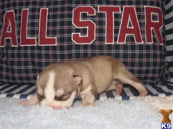 AKC/Ckc SIBERIAN HUSKY PUPPY..Red/White Woolly