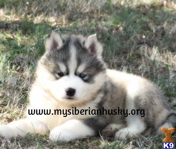 GORGEOUS AKC HUSKY PUPS BLUE EYES.. 2 MONTHS FREE HEALTH PET INSURANCE AND LIFETIME GUARANTEE ..