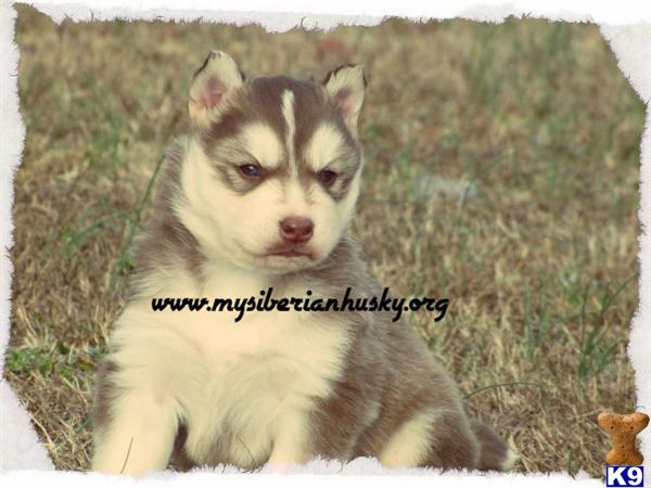 AKC SIBERIAN HUSKY PUPS TWO MONTHS FREE PET HEALTH INSURANCE LIFETIME GUARANTEE 