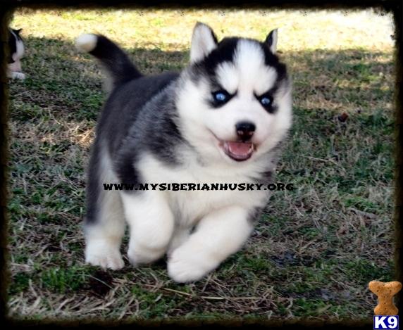 GORGEOUS AKC WOOLY HUSKY PUPS BLUE EYES AVAILABLE.. 2 MONTHS FREE HEALTH PET INSURANCE AND LIFETIME GUARANTEE..