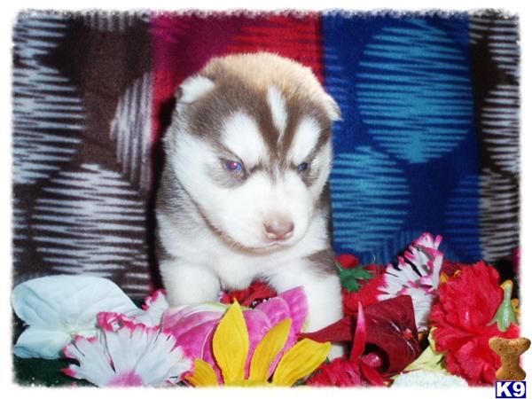 GORGEOUS Copper AKC HUSKY PUPS AVAILABLE 2 MONTHS FREE HEALTH PET INSURANCE..LIFETIME GUARANTEE