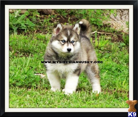 BEAUTIFUL AKC SIBERIAN HUSKY AVAILABLE..  2 MONTHS FREE PET INSURANCE AND LIFETIME GUARANTEE