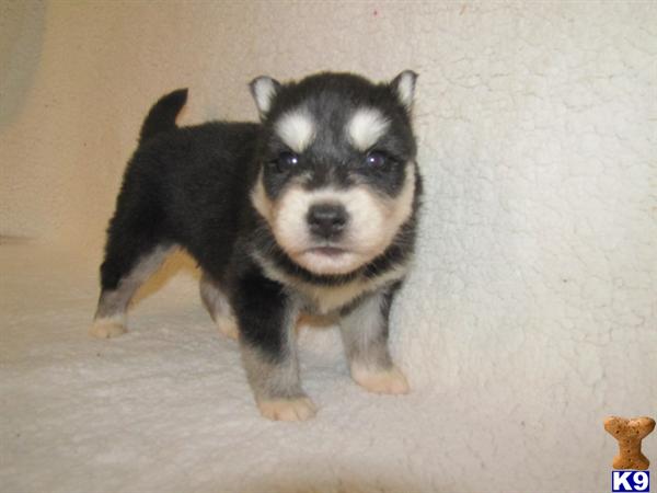 ADORABLE HUSKY PUPS BLUE EYES AVAILABLE NOW.. $600-750 2 MONTHS FREE PET HEALTH INSURANCE.
