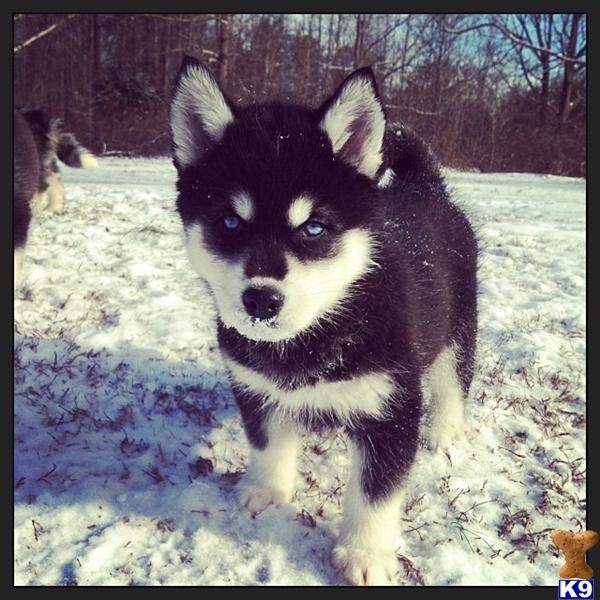 husky puppies for sale in nc document moved husky puppies for sale in nc document moved