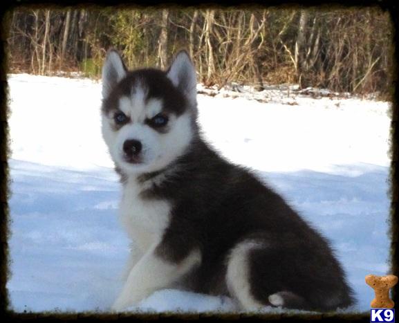 husky puppies nc document moved husky puppies nc document moved