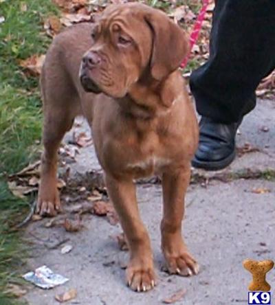 Dogue de Bordeaux pups