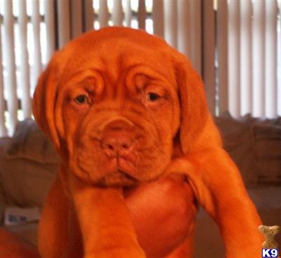 Dogue de Bordeaux pups