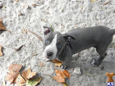 HURRY 6 LEFT Big head ukc pr blue-eyed blue-nose pitbulls bully style