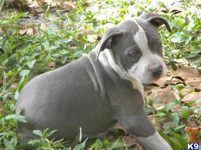 BLUE-EYED BLUE-NOSE