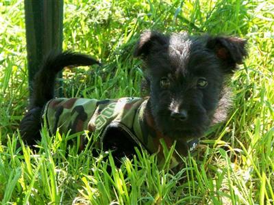 TX -- GI JOEY -- AKC SCOTTISH TERRIER MALE